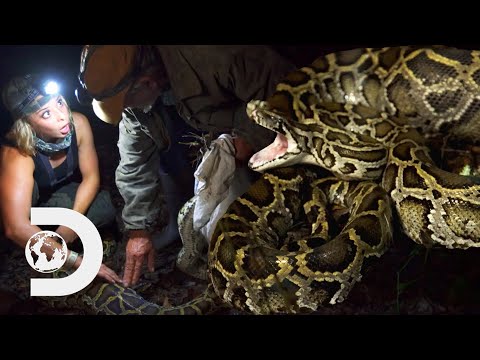 The Team Catches Two Pythons In The Same Night! | Guardians Of The Glades