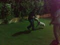 DONZY THE FLYING PITBULL