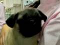 Paralyzed Pug Puppy Walks Again - (& How to Stop Feeling Sorry for Yourself)