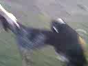 my pitt bull tries to hump a blue tick hound