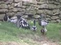 gang rape duck style