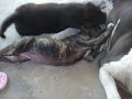 Zanda: la mamá del fin de año...