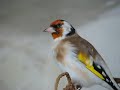 Darrrrek - Breeding Carduelis Major24