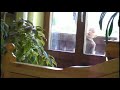 Fabian der Fensterputzer Fabian der Fensterputzer