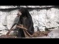 Malayan Sun Bear