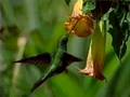 Hummingbird Slow Motion