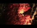 京都 清水寺 紅葉ライトアップ 2010年 (1) 清水寺