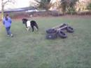 Tigga & Badger Jumping