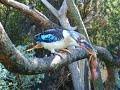 Kookaburra eating a bird