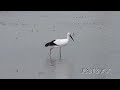 鳴門コウノトリ 2026/10/19 撮影 成長記録 徳島県鳴門市