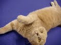 Cutest Scottish fold kitty cat on yoga mat