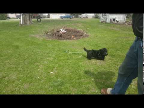 Maggie Scottie terrier baby