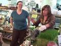 Whats Your Tree - Wheatgrass adventures