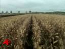 Biofuels Fuel Debate Over Crop Use