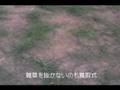 芝の植付３週間後