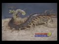 walki insekt�w / insects fighting UFC :)