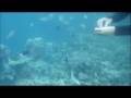 feeding fish in Skeleton Wreck