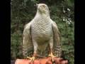 rapaces diurnas y nocturnas rapaces diurnas y nocturnas