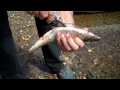 Chris Cleaning Makeral Caught in Gros Morne National Park