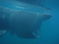Wreck Diving and Basking SHarks