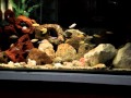 acuario de ciclidos africanos del lago malawi