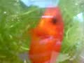 Blub, de Goudvis