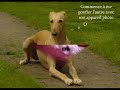 Alma Galgo