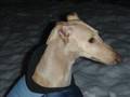 Alma Galgo