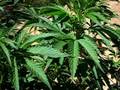 videos de Marijuana is talking