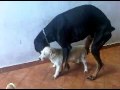 Dog mating fail