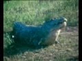 CAIMANS EN GUYANE