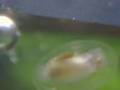 水槽に湧いた謎の生物発見1
