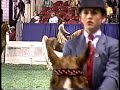 WC The Petite Princess American Saddlebred Mare 08
