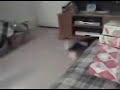 Ralphie howling
