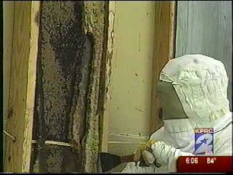 how to control africanized honey bees