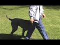 Hercules the Giant Mastiff