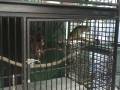 2 Ring Neck Parrots (Music)