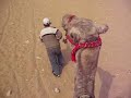 Camel Riding near Giza pyramids
