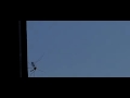 Cranefly against window