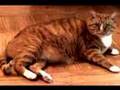 YOUR ROLE MODEL ISN'T YOU from WISE CATS - UnificationNow