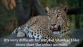 Meet Dr. Ajay Deshmukh, A Lifeline For Leopards!