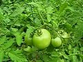 Garden Update Epsiode 7