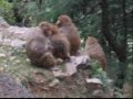 Funny Monkey Attack