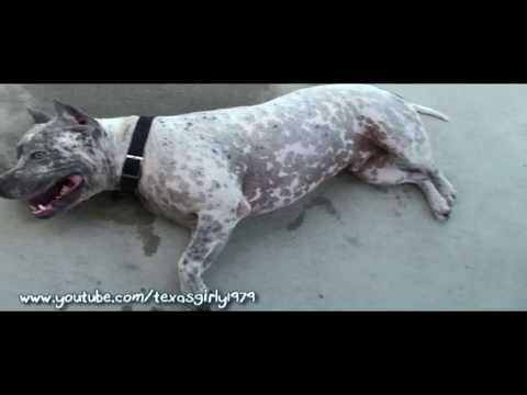 pitbull teeth