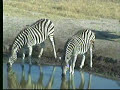 Injured Zebra at Nkorho Pan 07/23/07