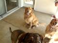 Treats Sure Make a Difference with Miz Nikki