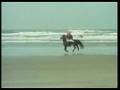Sil-de-Strandjutter-