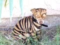 Click here to watch this video Rare Peruvian Chihuahua 