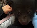 Black Bear Cub
