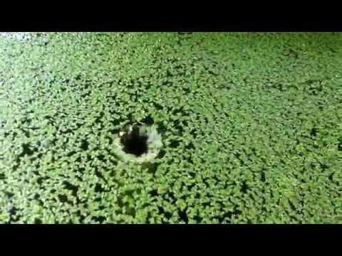 how to harvest duckweed